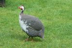 PICTURES/Road Trip - Canterbury Cathedral/t_Guineafowl1.JPG